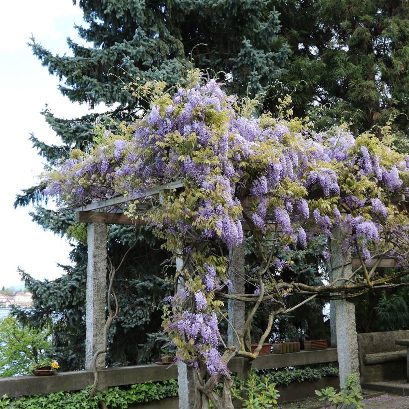 Wisteria frutescens - Blauregen (Plant habit)