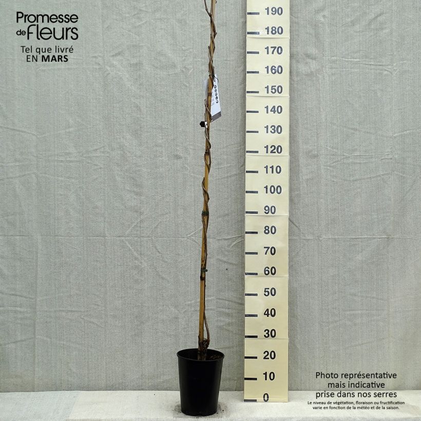 Exemplar von Wisteria floribunda Lawrence - Reichblütige Glyzinie Topf mit 6L/7L wie im Frühjahr geliefert