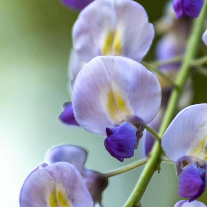 Wisteria floribunda Premature - Reichblütige Glyzinie (Flowering)