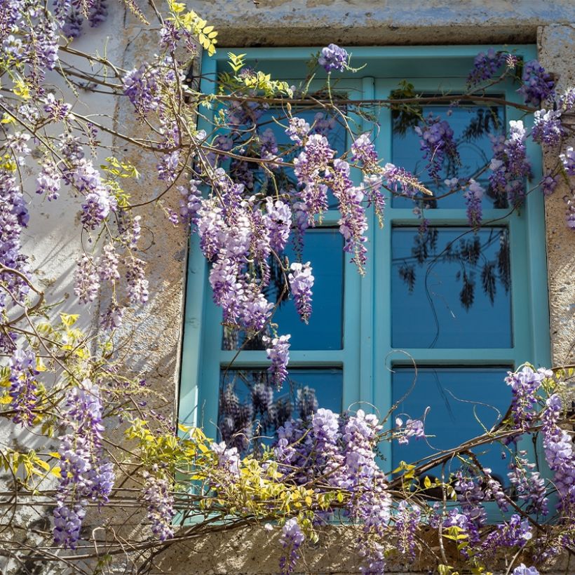 Wisteria floribunda Premature - Reichblütige Glyzinie (Plant habit)