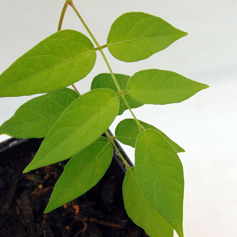 Amerikanische Erdbirne - Apios americana (Foliage)