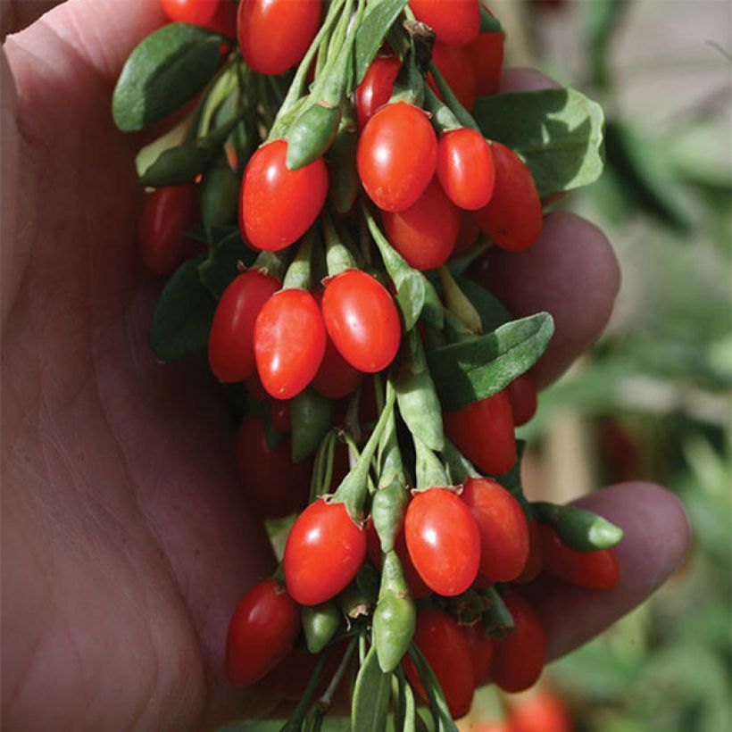 Gemeiner Bocksdorn Big Lifeberry - Lycium (Flowering)
