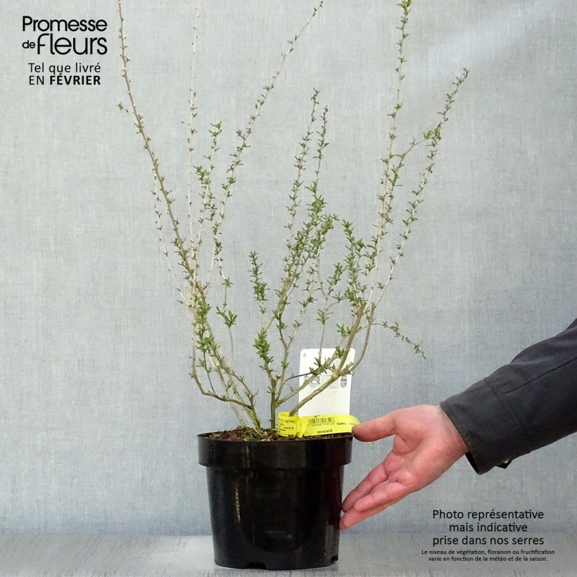 Exemplar von Gemeiner Bocksdorn Big Lifeberry - Lycium Topf mit 1,5L/2L, Strauch/Busch, mehrstämmig wie im Winter geliefert