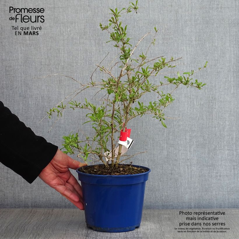 Exemplar von Gemeiner Bocksdorn Gojidelys - Lycium Topf mit 2L/3L, Strauch/Busch, mehrstämmig wie im Winter geliefert