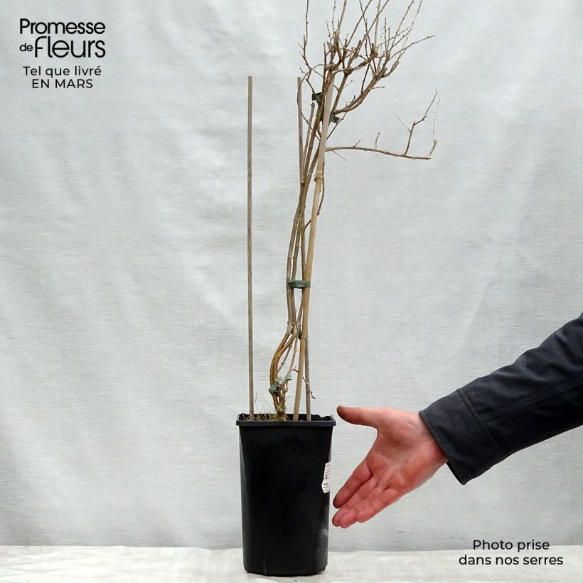 Exemplar von Gemeiner Bocksdorn Instant Success - Lycium Topf mit 1,5L/2L wie im Frühjahr geliefert