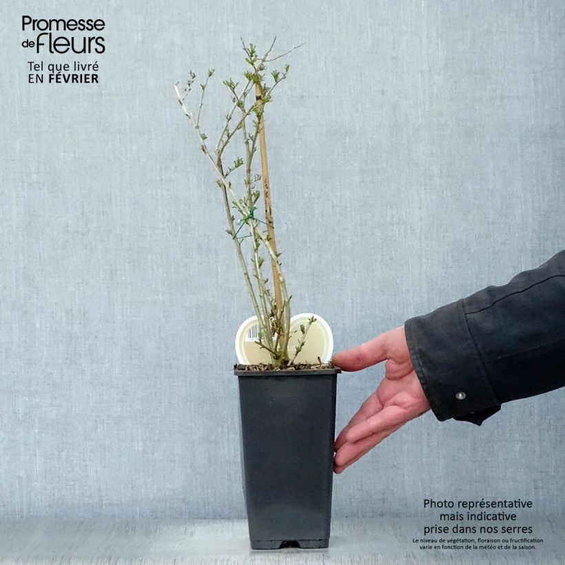 Exemplar von Gemeiner Bocksdorn Instant Success - Lycium Topf mit 1,5L/2L wie im Winter geliefert