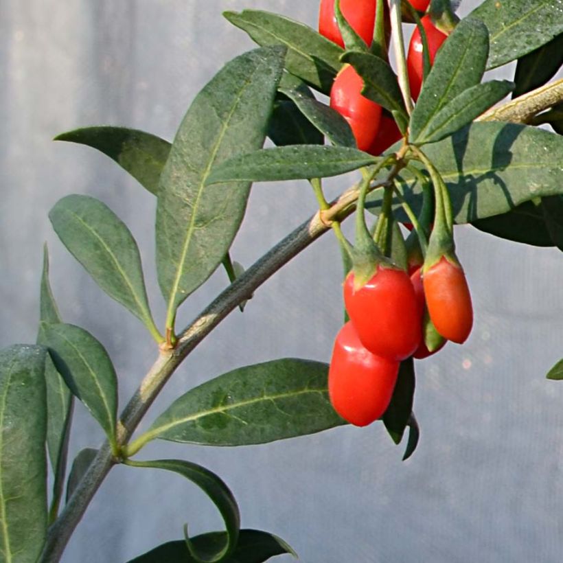 Gemeiner Bocksdorn Princess Tao - Lycium (Foliage)