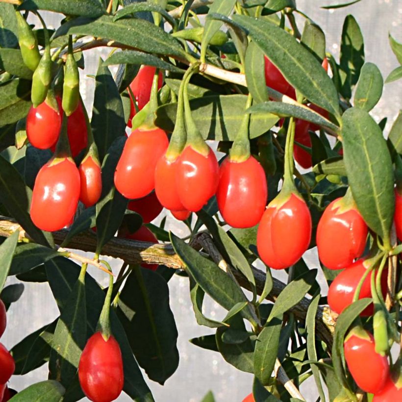 Gemeiner Bocksdorn Princess Tao - Lycium (Harvest)