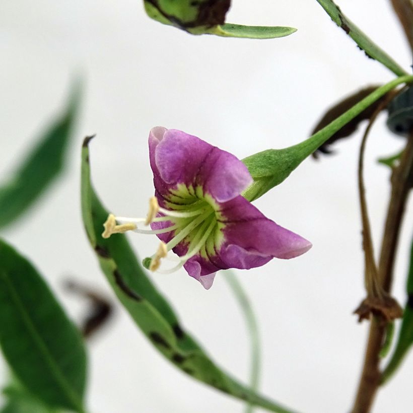 Gemeiner Bocksdorn Princess Tao - Lycium (Flowering)