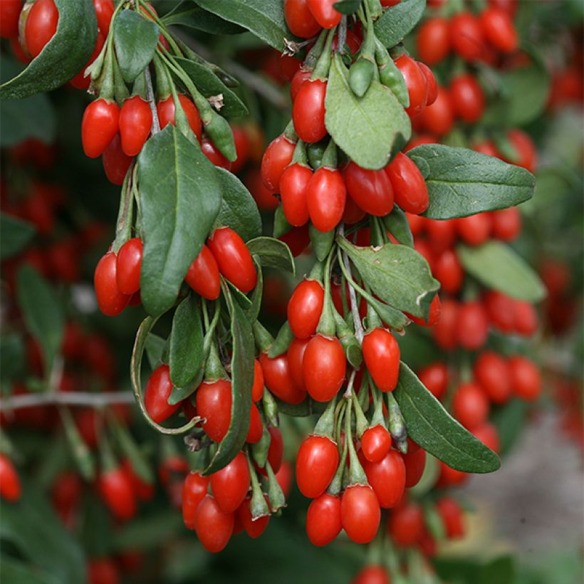 Gemeiner Bocksdorn Sweet Lifeberry - Lycium (Flowering)