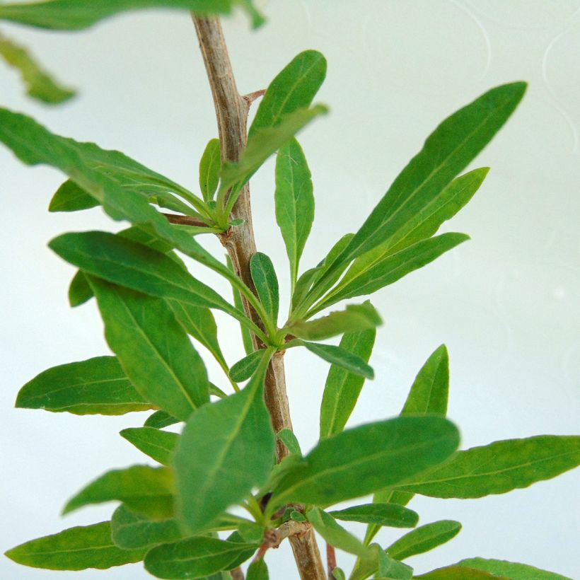 Gemeiner Bocksdorn Sweet Lifeberry - Lycium (Foliage)