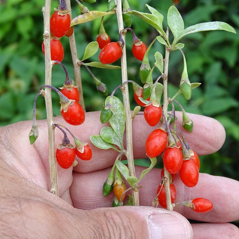 Gemeiner Bocksdorn Sweet Lifeberry - Lycium (Harvest)