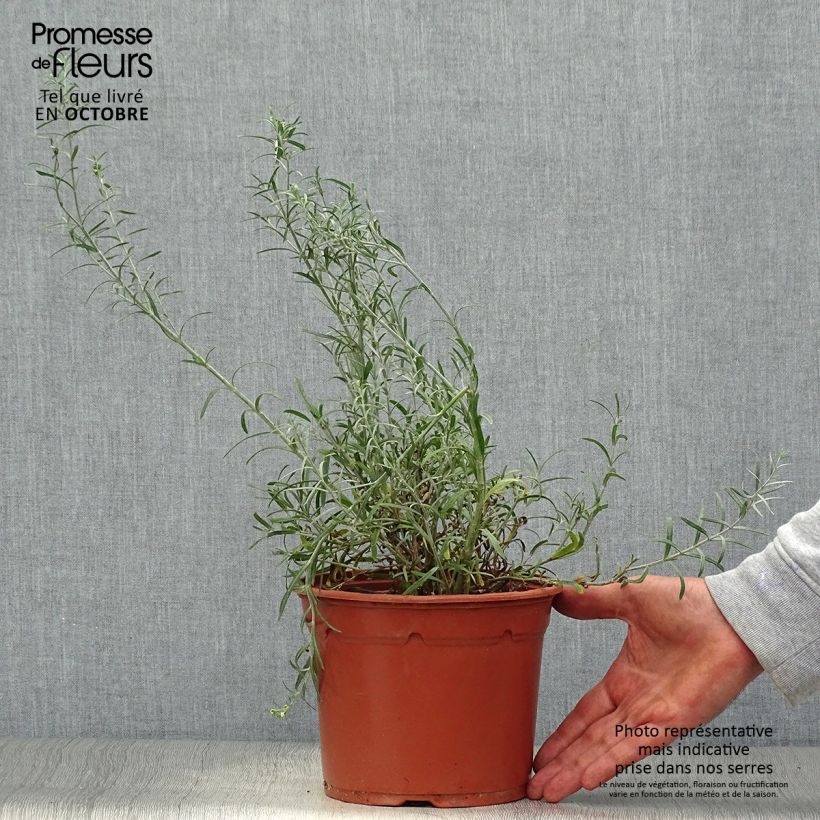 Example of Gomphostigma virgatum White Candy Topf mit 2L/3L as you get in automne