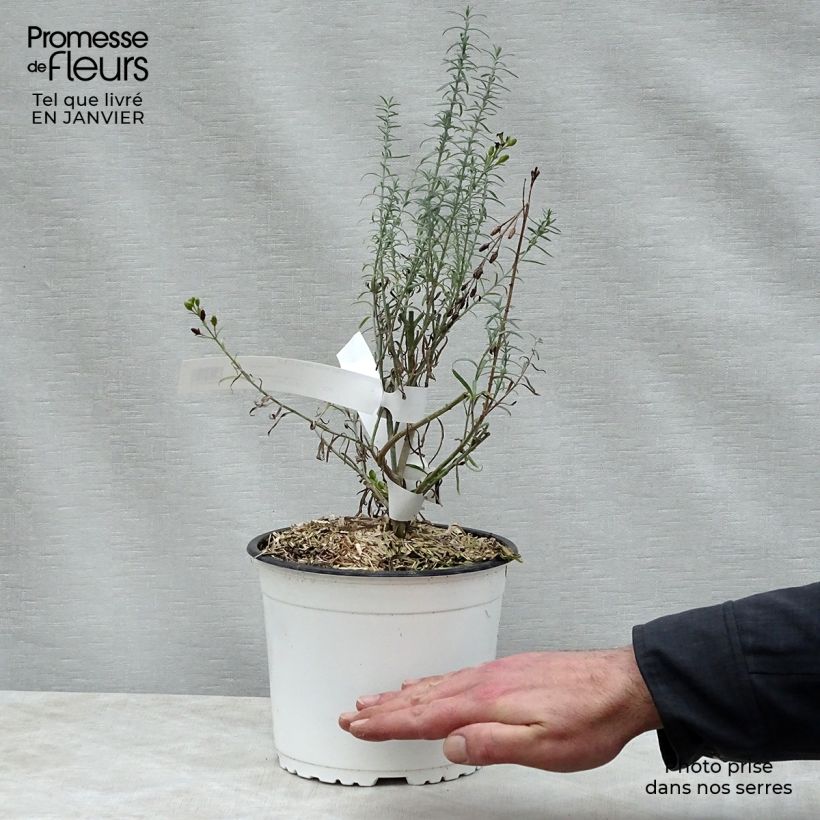 Exemplar von Gomphostigma virgatum White Candy Topf mit 2L/3L wie im Winter geliefert