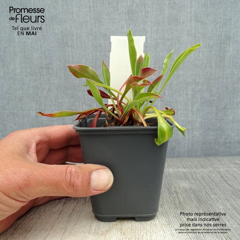 Exemplar von Goniolimon collinum - Steppenschleier Kleine Töpfe von 8/9 cm wie im Frühjahr geliefert