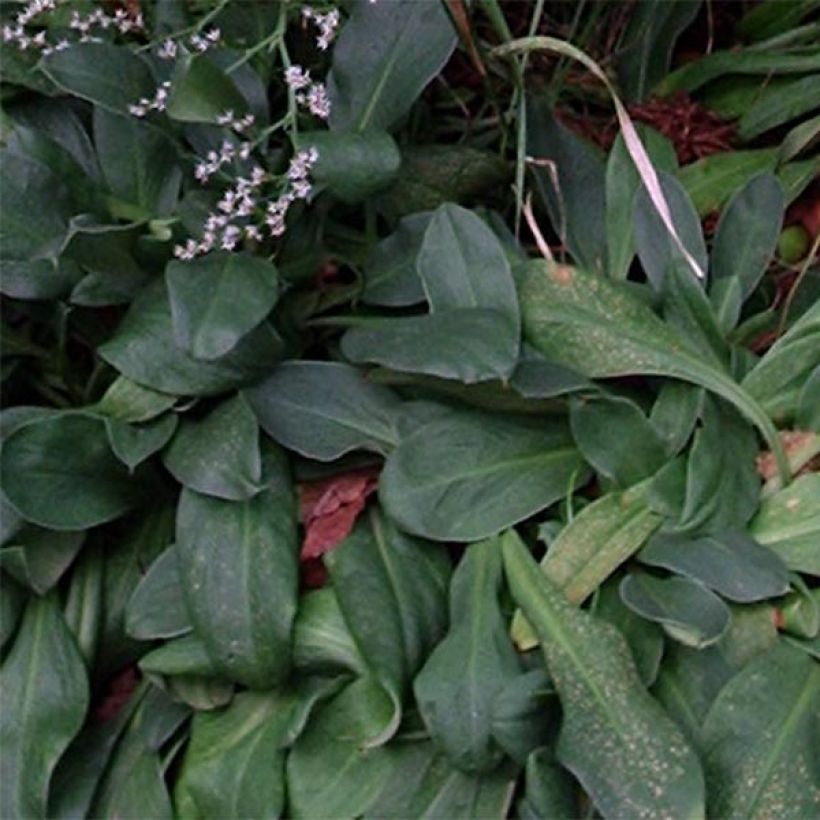 Goniolimon tataricum - Tatarenschleier (Foliage)