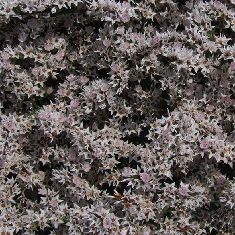 Goniolimon tataricum - Tatarenschleier (Flowering)