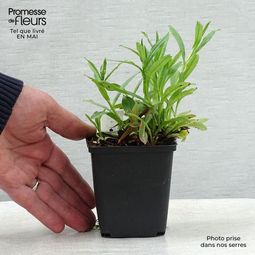 Exemplar von Goniolimon tataricum - Tatarenschleier Kleine Töpfe von 8/9 cm wie im Frühjahr geliefert