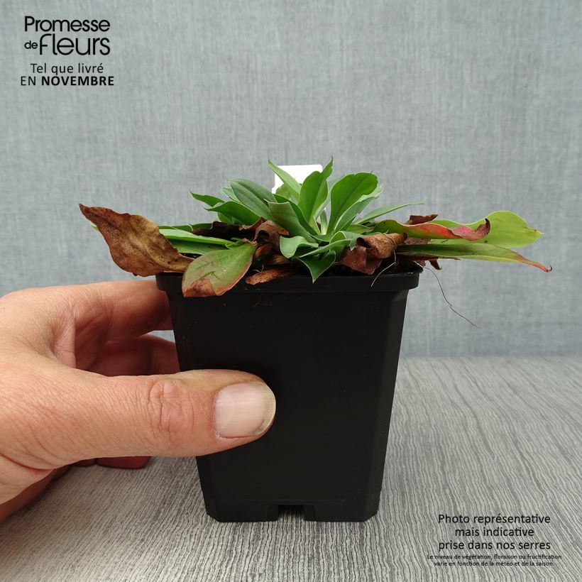 Example of Goniolimon tataricum - Tatarenschleier Kleine Töpfe von 8/9 cm as you get in automne