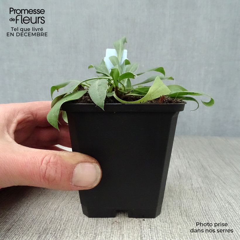 Exemplar von Goniolimon tataricum - Tatarenschleier Kleine Töpfe von 8/9 cm wie im Winter geliefert