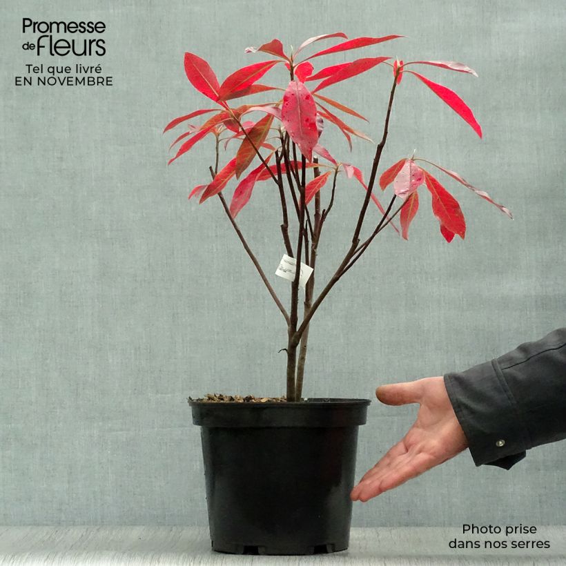 Example of Gordlinia grandiflora Topf mit 3L/4L as you get in automne