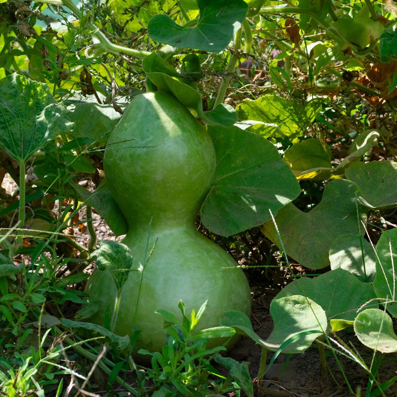 Flaschenkürbis Pélerine (Foliage)