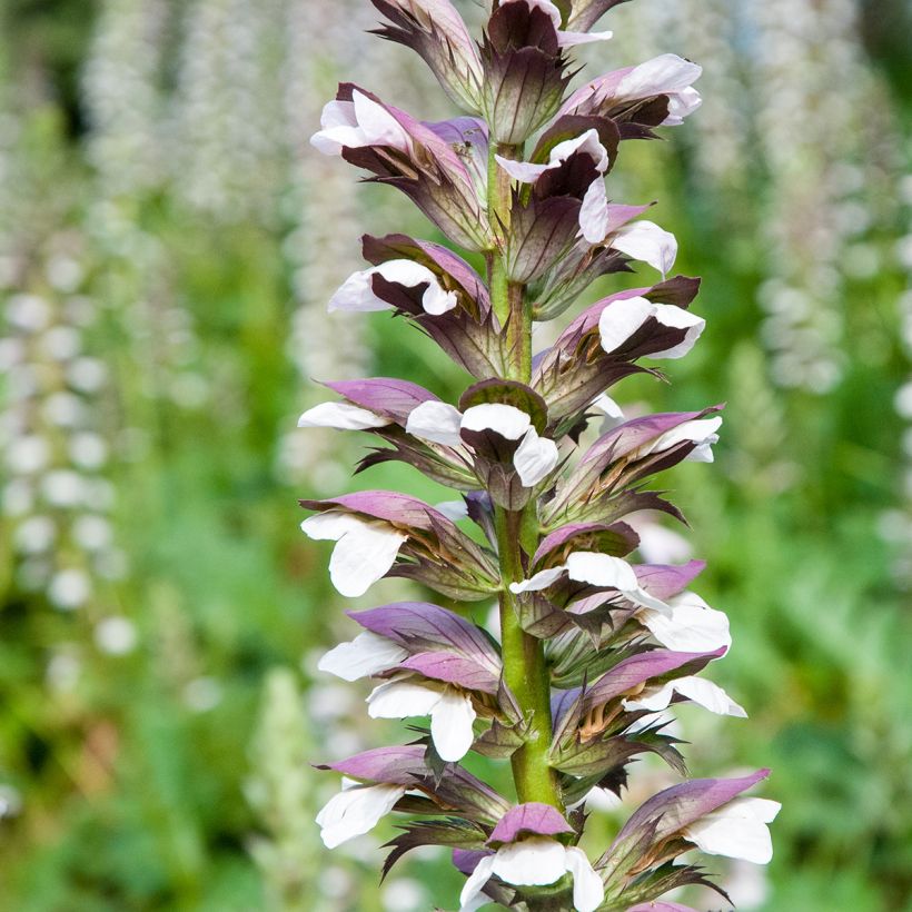 Acanthus mollis (Samen) - Weicher Akanthus (Flowering)