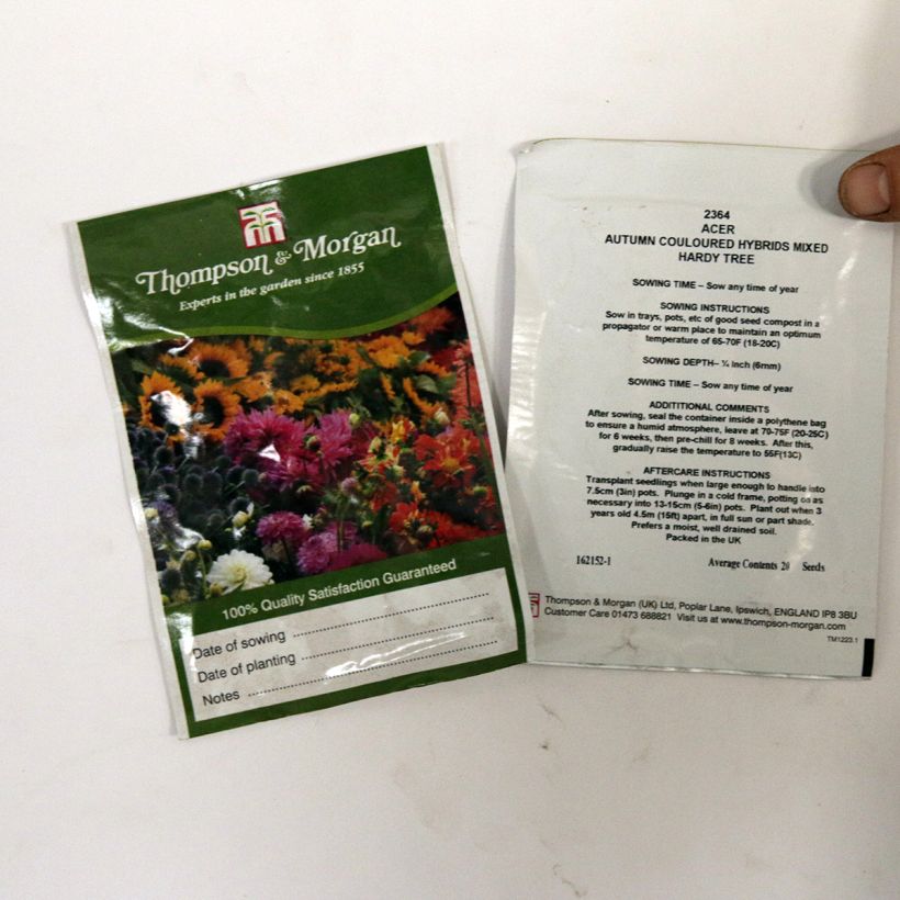 Example of Acer Autumn Coloured Hybrids Mixed (Samen) - Ahorn per pack of 20 seeds as you get
