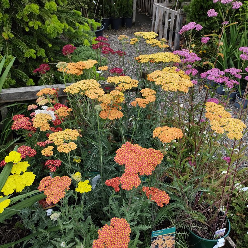 Achillea millefolium Summer Pastels F2 Mix (Samen) - Gemeine Schafgarbe (Plant habit)