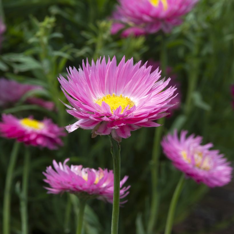 Strohblume Goliath (Samen) - Acroclinium (Flowering)
