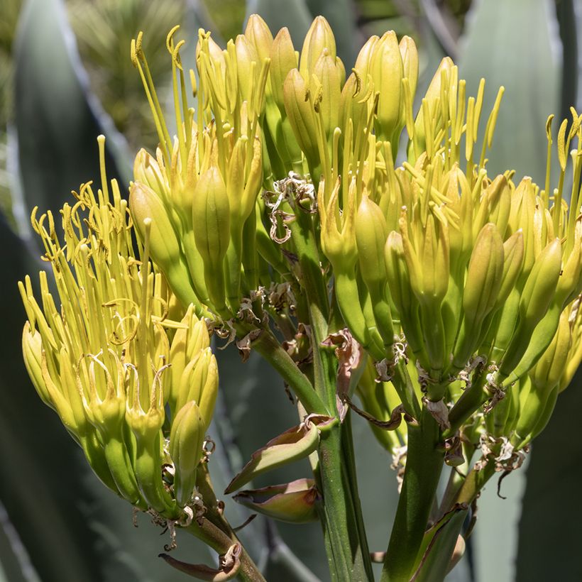 Agave salmiana  (Samen)  (Flowering)