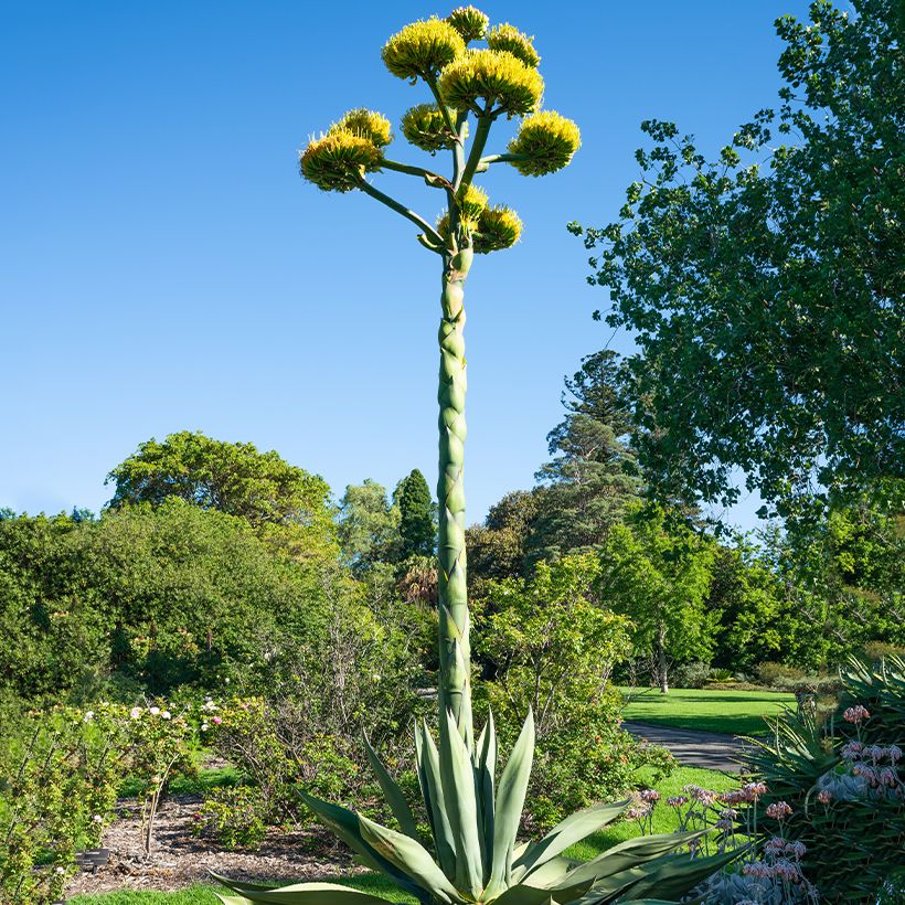 Agave salmiana  (Samen)  (Plant habit)
