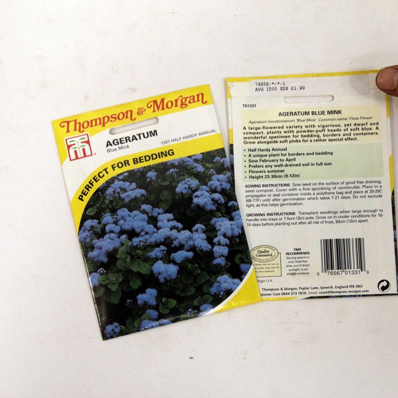 Example of Ageratum Blue Mink - Leberbalsam per pack of 1500 seeds as you get