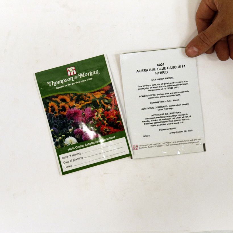 Example of Ageratum Blue Danube F1 Hybrid - Leberbalsam per pack of 100 seeds as you get