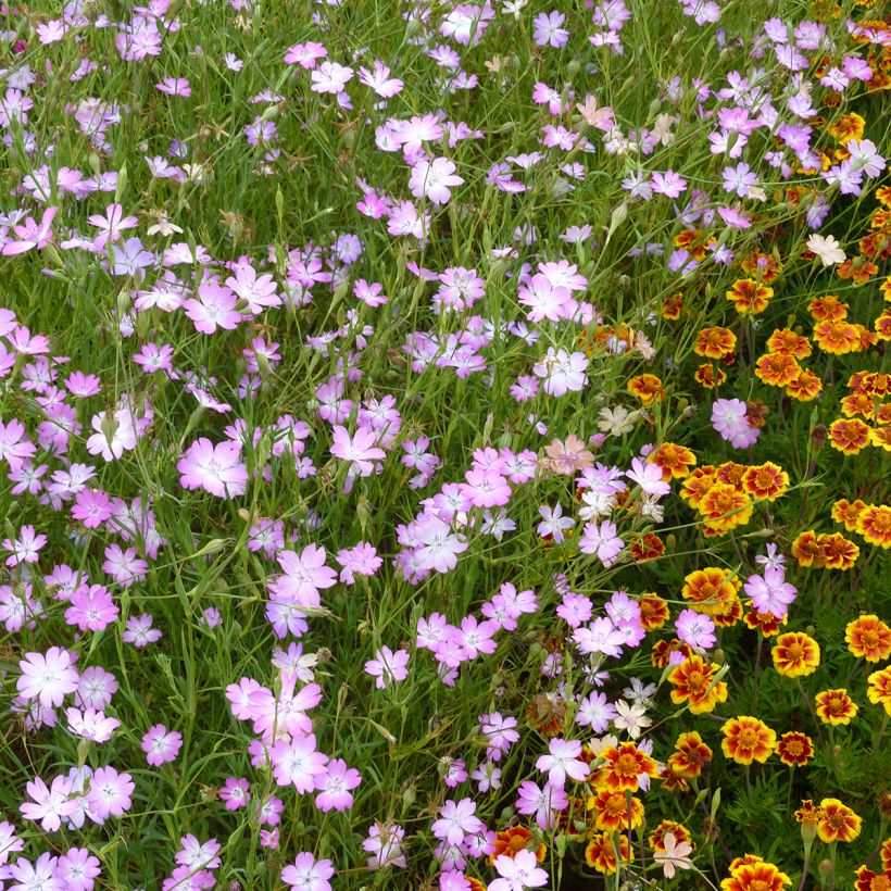 Agrostemma coeli-rosa (Samen) - Gewöhnliche Kornrade (Hafen)