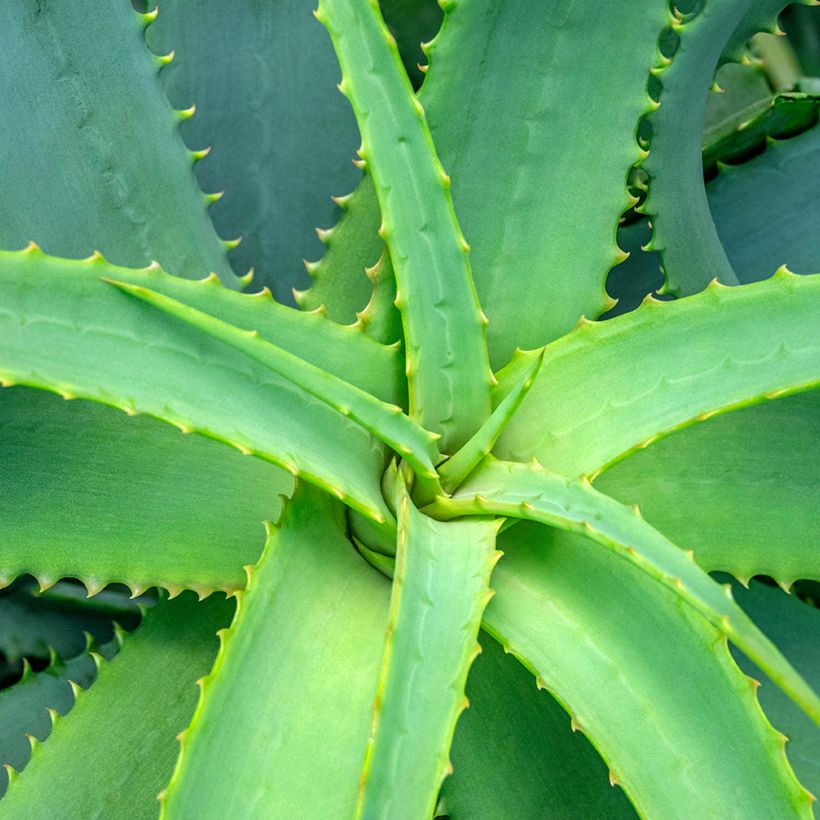 Aloe arborescens (Samen) - Brand-Aloe (Foliage)