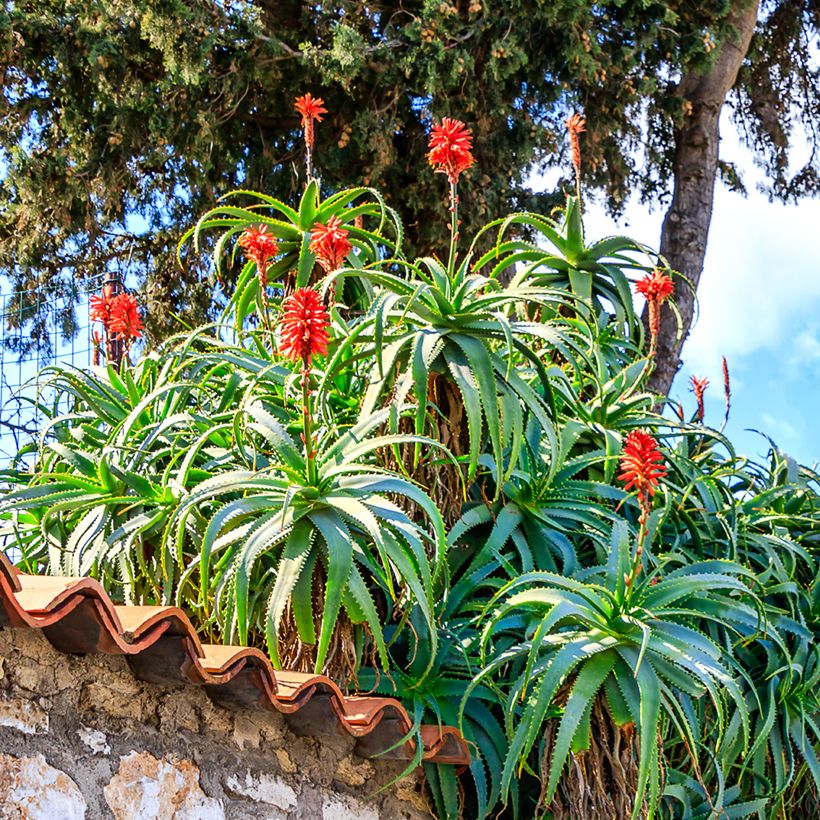 Aloe arborescens (Samen) - Brand-Aloe (Plant habit)