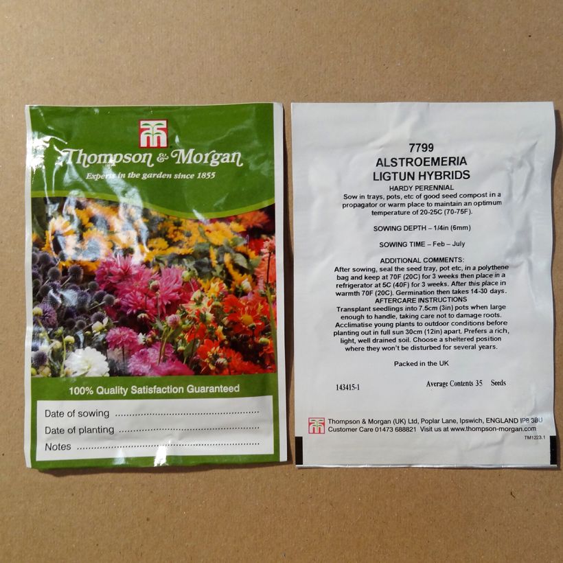 Example of Alstroemeria Ligtu Hybrids (Samen) - Inkalilie per pack of 35 seeds as you get