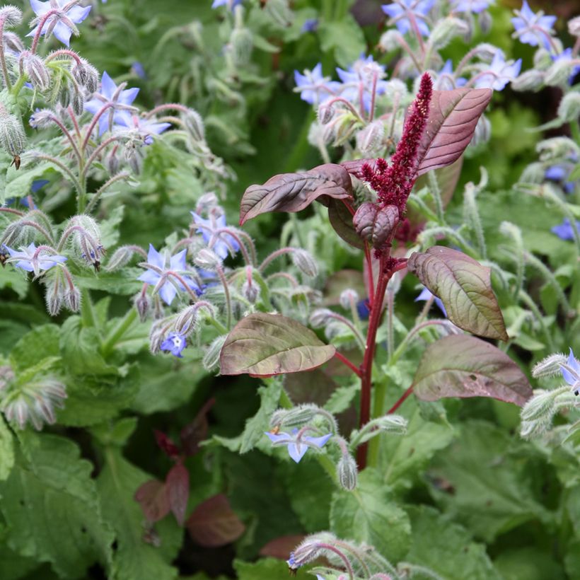 Amaranthus hybridus subsp. cruentus Velvet Curtains (Samen) - Garten-Fuchsschwanz (Flowering)