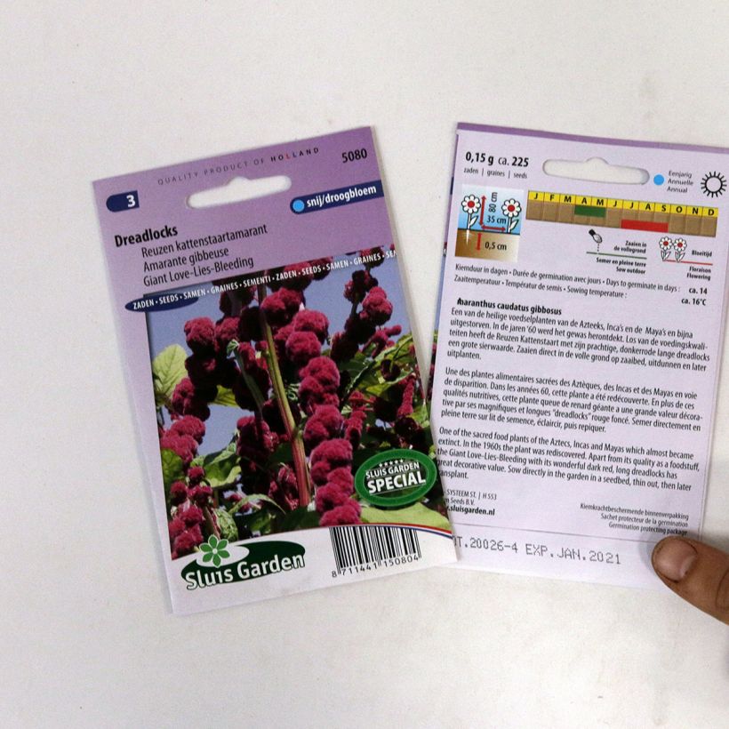 Example of Amaranthus caudatus Dreadlocks (Samen) - Garten-Fuchsschwanz per pack of 500 seeds (0,4g) as you get