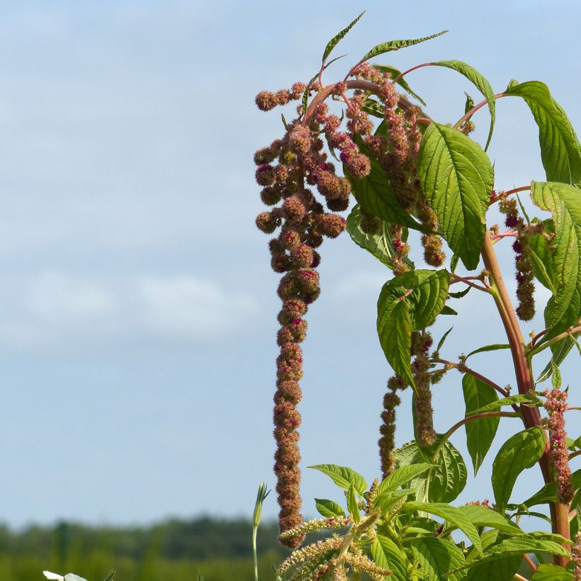 Amaranthus Mira (Samen) - Garten-Fuchsschwanz (Flowering)