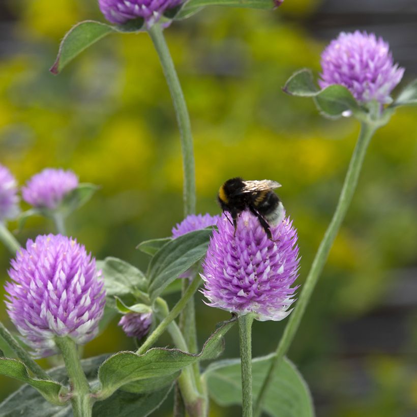 Gomphrena globosa Lavender Lady (Samen) - Kugelamarant (Flowering)