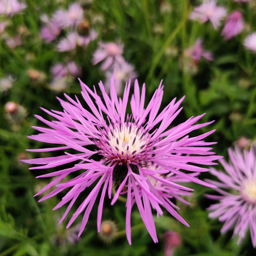 Amberboa muricata (Samen) - Stern der Wüste (Flowering)