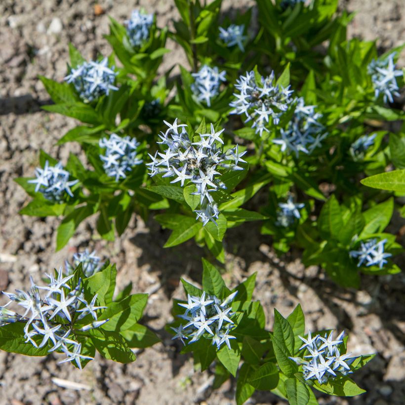 Amsonia tabernaemontana (Samen) - Amsonie (Plant habit)