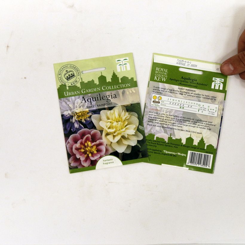 Example of Aquilegia Sweet Rainbows (Samen) - Garten-Akelei per pack of 20 seeds as you get