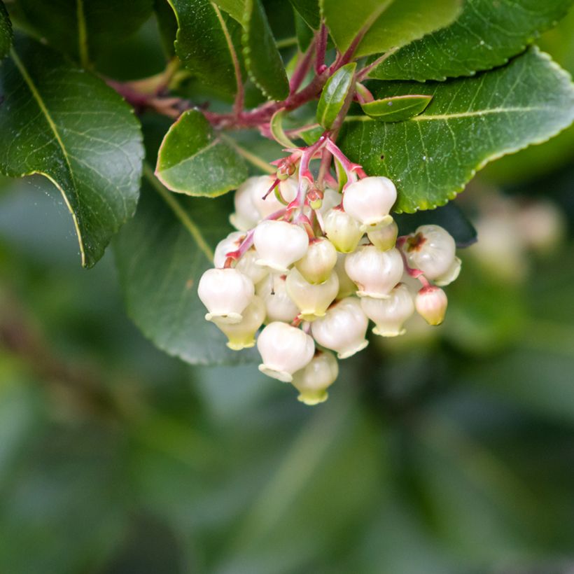 Westlicher Erdbeerbaum (Samen) - Arbutus unedo (Flowering)