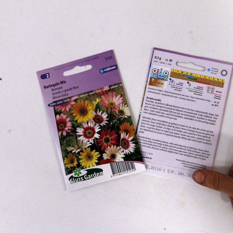 Example of Arctotis acaulis Harlequin (Samen) - Bärenohr per pack of 50 seeds (0,4g) as you get