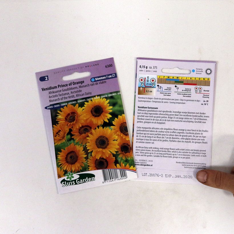 Example of Arctotis acaulis Prince of Orange (Samen) - Bärenohr per pack of 450 seeds (0,2g) as you get