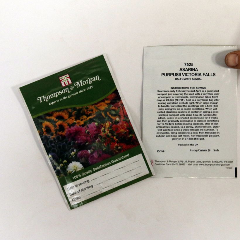 Example of Asarina erubescens var.purpusii Victoria Falls (Samen) - Gloxinienwinden per pack of 20 seeds as you get