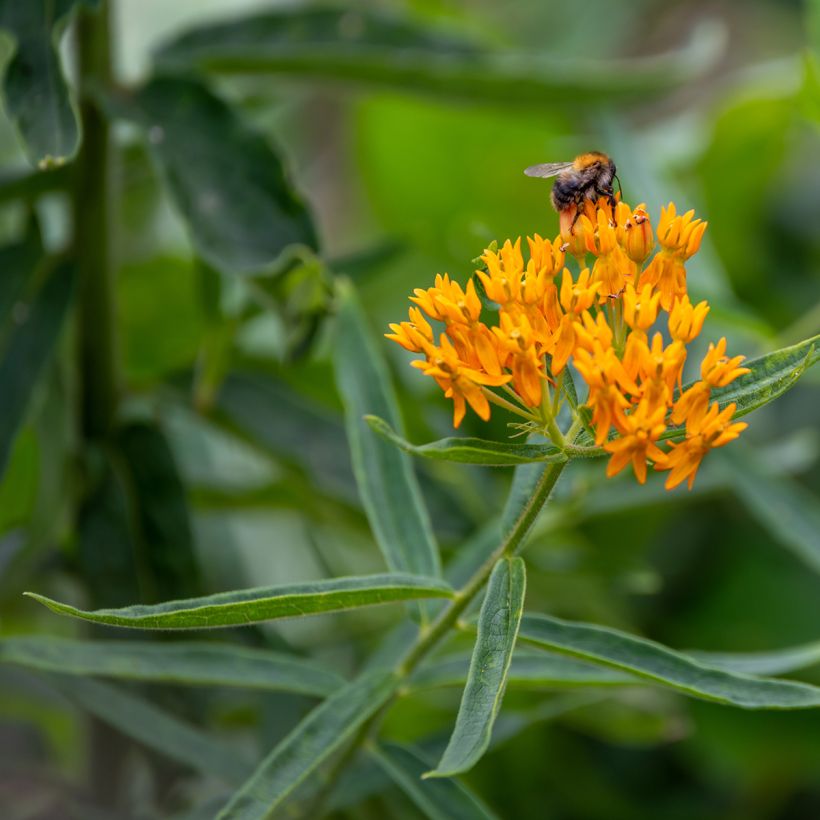 Asclepias tuberosa (Samen) - Knollige Seidenpflanze (Flowering)